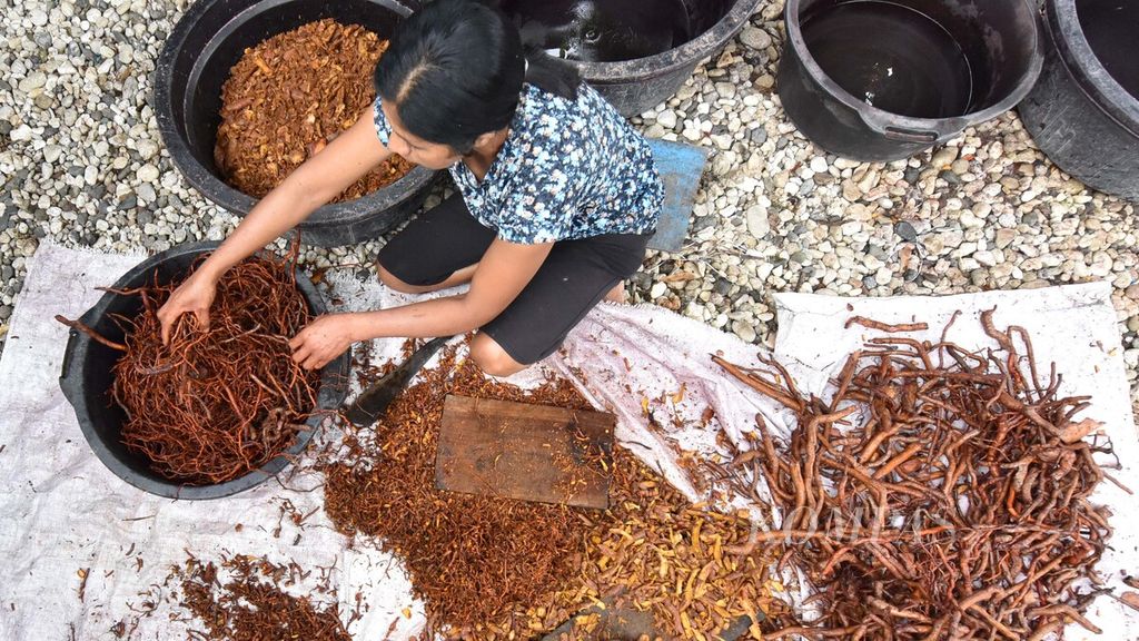 Pekerja menyelesaikan pembuatan pewarna kain alami dari akar tumbuhan mengkudu di pusat tenun Sumba Rambu Chiko di Kelurahan Prailiu, Kambera, Kabupaten Sumba Timur, Nusa Tenggara Timur, Kamis (4/2/2012). 