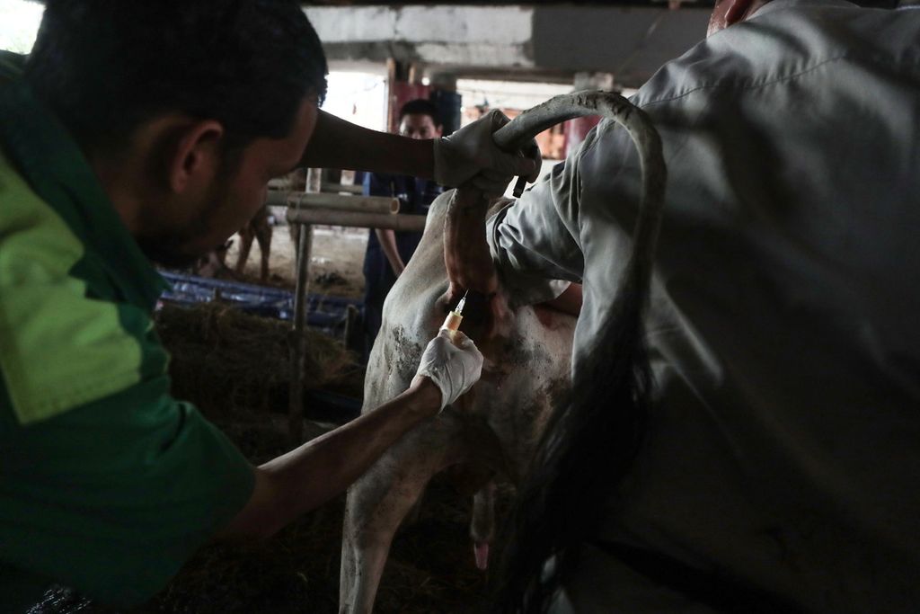 Petugas sedang mengambil sampel darah sapi yang dijual di kawasan Sungai Bambu, Jakarta Utara, Rabu (21/6/2023). 