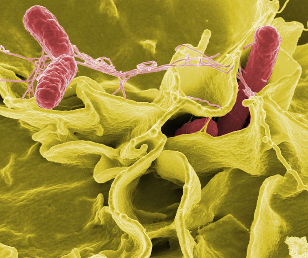 Bakteri Salmonella