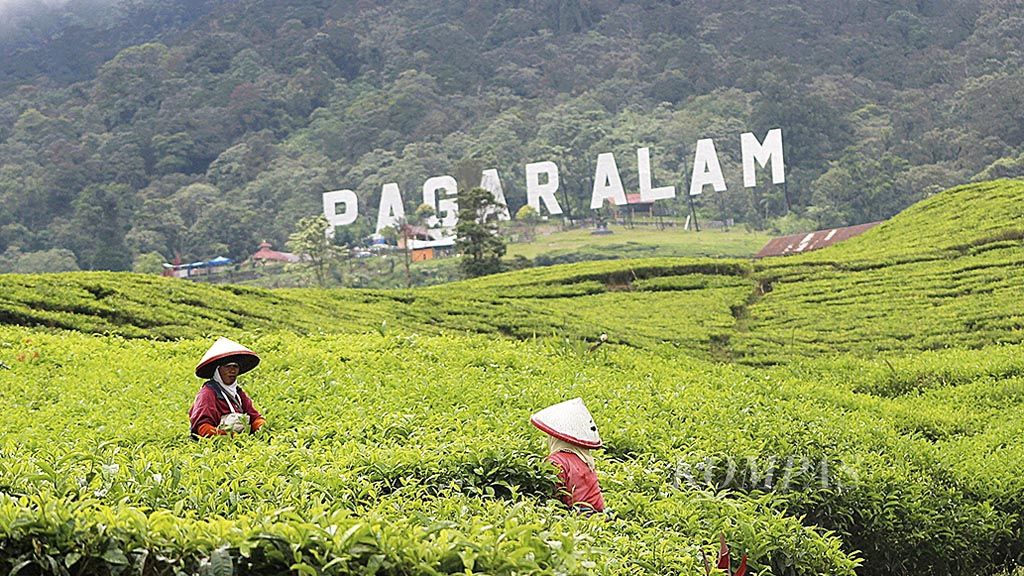Dua   pemetik teh tengah memetik daun teh. Hamparan kebun teh di kaki Gunung Dempo   mencapai 19.000 hektar.