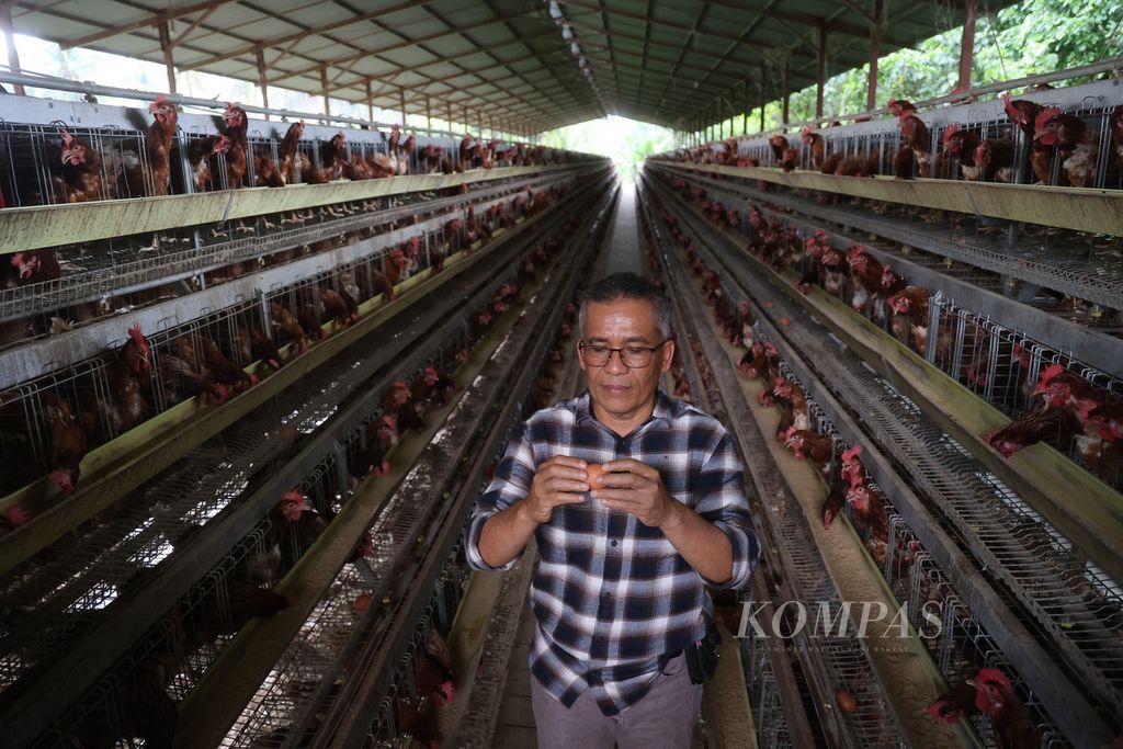John Eddi, Pendiri PT Radja Poultry Shop, memeriksa telur yang dihasilkan di peternakan ayam petelur miliknya di di Kecamatan Guguak, Kabupaten Lima Puluh Kota, Sumatera Barat, Selasa (13/6/2023). 