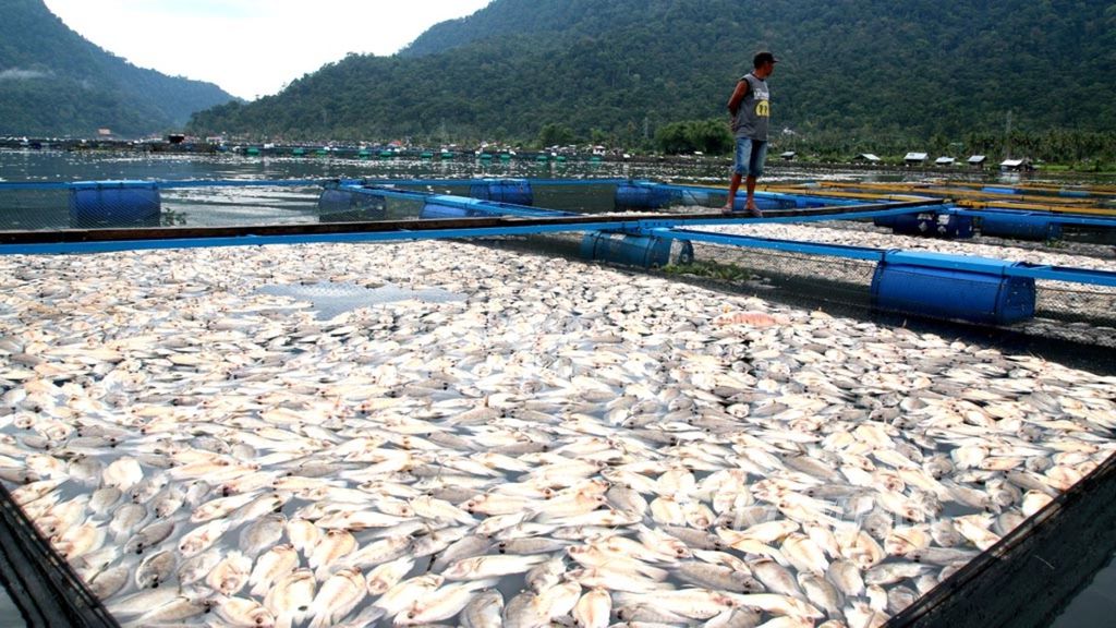 Bangkai ikan masih mengotori kawasan Danau Maninjau, tepatnya di Jorong Ambacang, Kanagarian Koto Malintang, Kecamatan Tanjung Raya, Kabupaten Agam, Sumatera Barat, Kamis (1/9/2016) sore. Sejak Jumat (26/8) hingga Rabu (30/8), terjadi kematian ikan nila dan mas secara massal di Danau Maninjau dengan jumlah total sekitar 600 ton.