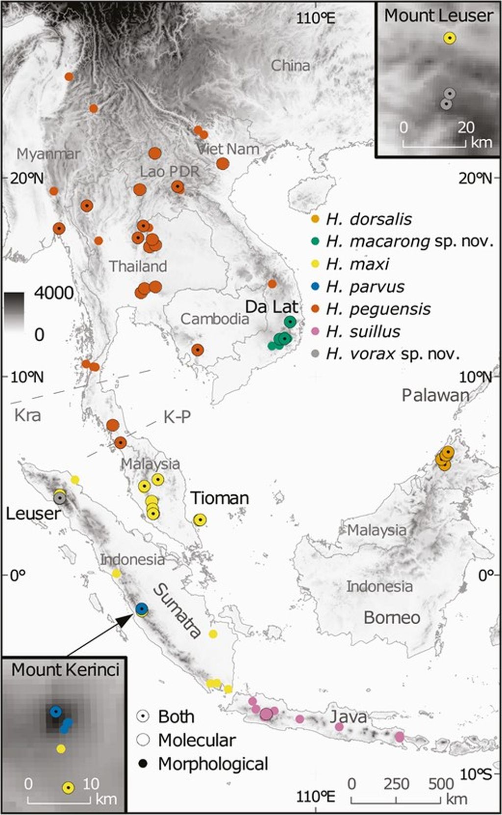 Peta Asia Timur tropis yang menunjukkan lokasi sampel dalam penelitian ini (lingkaran) untuk tiap-tiap taksa<i> Hylomys</i>. Sampel dengan data DNA terkait ditampilkan sebagai lingkaran besar, sampel dengan data morfologi terkait ditampilkan sebagai lingkaran lebih kecil tanpa garis luar, dan sampel dengan data molekuler dan morfologi ditampilkan sebagai lingkaran besar dengan titik hitam di dalamnya.