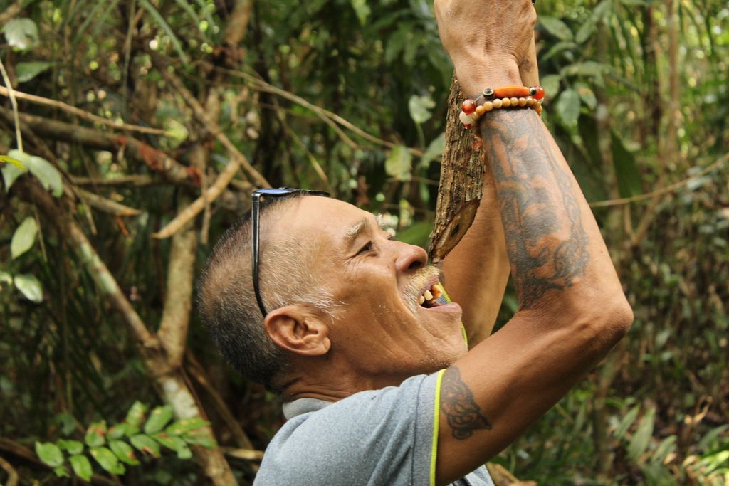 Sanyo meminum langsung air dari akar bajakah di tengah hutan dekat ladang mereka, pertengahan Juli 2022.