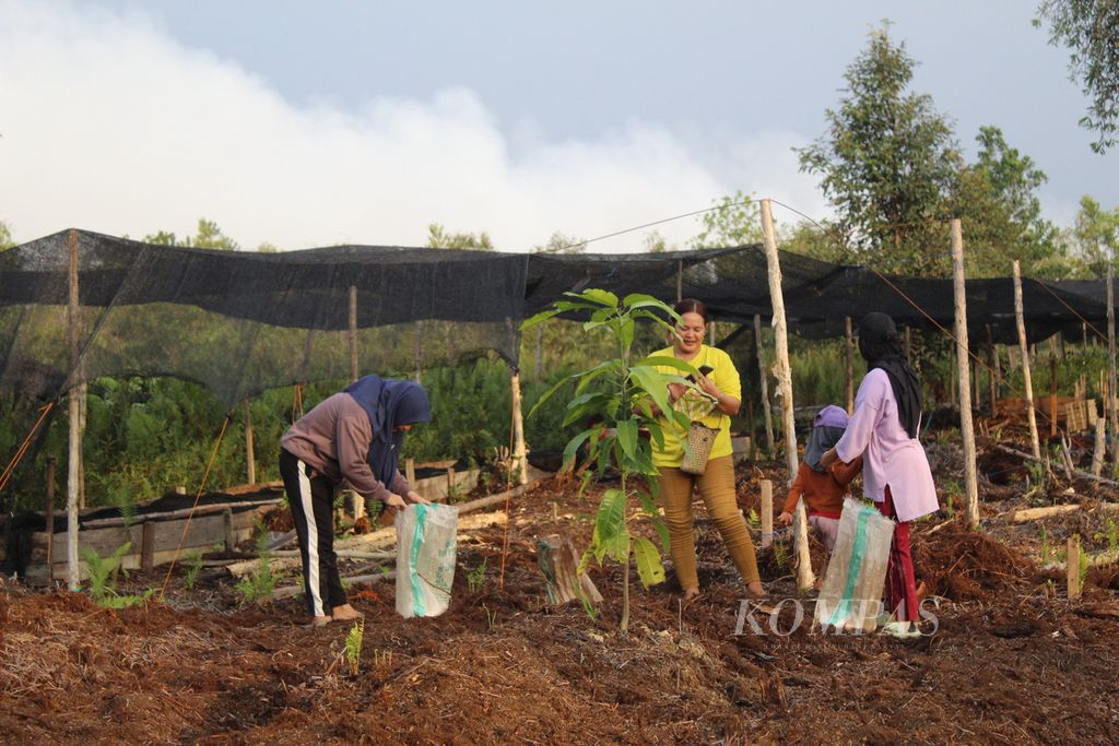 Beberapa petani perempuan di Desa Tumbang Nusa menyiapkan lahan untuk menanami sayuran di Pulang Pisau, Kalimantan Tengah, pada Jumat (22/9/2023). Mereka memanfaatkan pekarangan rumah untuk ladang sayur,