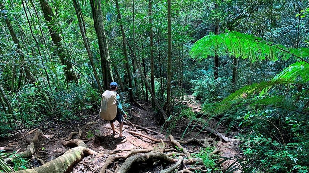 Jalur pendakian ke puncak Gunung Bulusaraung melalui hutan tropis di kawasan Taman Nasional Bantimurung-Bulusaraung, Minggu (24/2/2019). Sebagian medan pendakian cukup terjal. Namun, pemandangannya indah dan udaranya segar. 