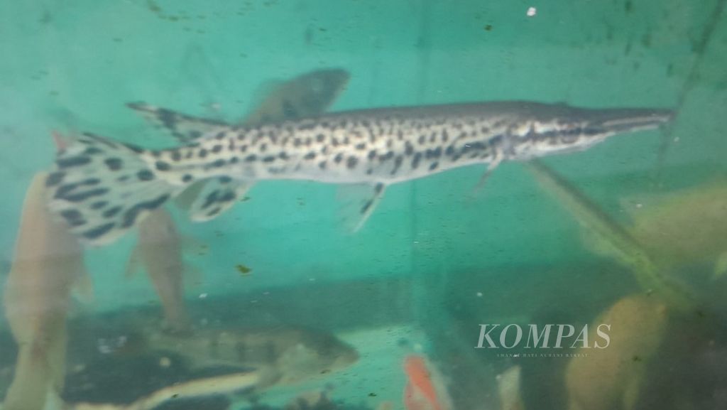 Ikan aligator berukuran kecil yang dipasarkan di salah satu pedagang ikan di Malang, Jawa Timur, Kamis (12/9/2024). Ikan berukuran seperti ini dijual seharga Rp 20.000-Rp 25.000 per ekor.