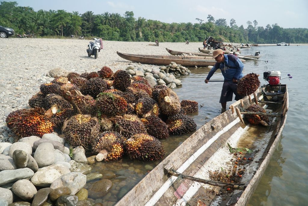 Pengangkutan kelapa sawit petani di tepian Sungai Muar, Desa Serami Baru, Kecamatan Malin Deman, Kabupaten Mukomuko, Bengkulu, Sabtu (3/6/2023).  Indonesia beralasan, petani kecil akan kesulitan oleh aturan anti-penggundulan hutan Uni Eropa (EUDR). Karena itu, Indonesia bersama Malaysia menolak EUDR.