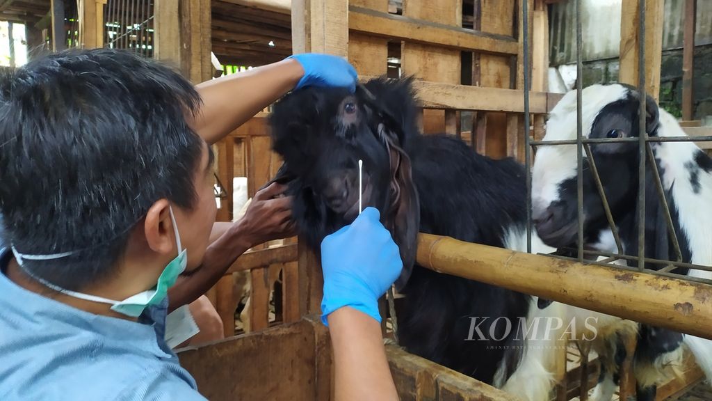 Seorang anggota tim Kompas mengambil sampel air liur hewan ternak di Jakarta, Kamis (2/6/2022). Pengambilan sampel ini dilakukan untuk melacak penyebaran virus penyakit mulut dan kuku.
