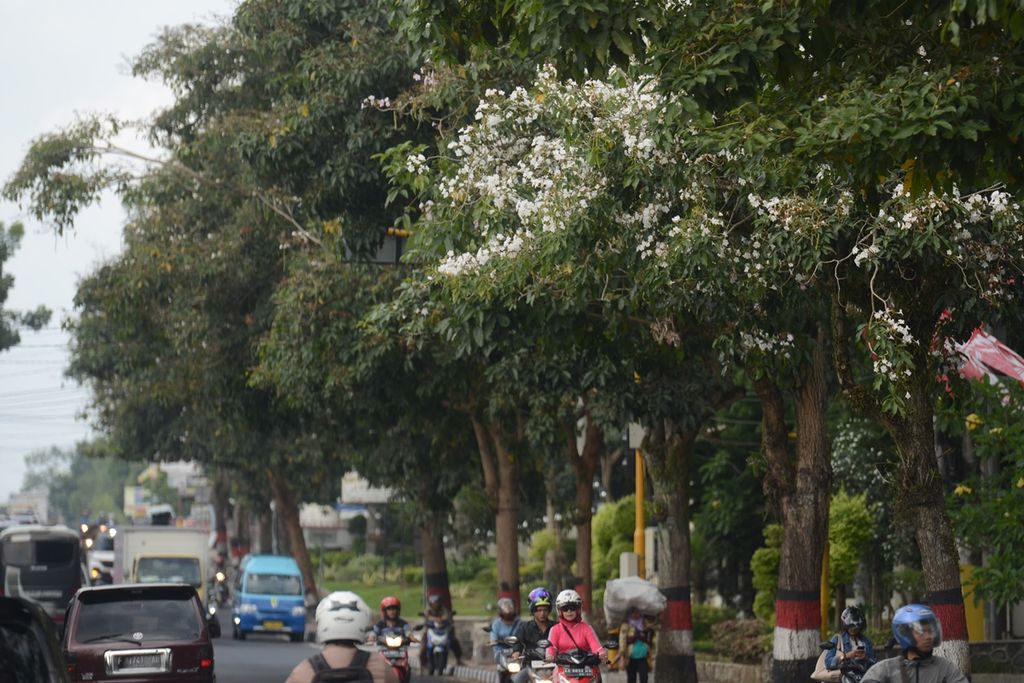 Bunga Tabebuia mekar di tepi Jalan Jenderal Sarwo Edhie Wibowo, Kota Magelang, Jawa Tengah, Jumat (29/11/2019). Bunga tersebut merupakan salah satu andalan Kota Magelang dalam mempromosikan slogan ”Kota Sejuta Bunga”.