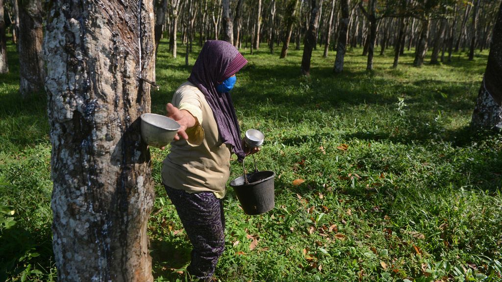 Seorang buruh penyadap karet mengambil wadah penampung getah karet di perkebunan karet di Desa Tlogo, Tuntang, Kabupaten Semarang, Jawa Tengah, Rabu (7/7/2021). 