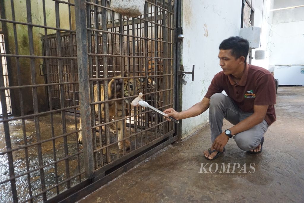 Perawat harimau Taman Rekreasi Margasatwa Serulingmas, Lulut Dwi Parsetya, memberi makan harimau di Banjarnegara, Jawa Tengah, Rabu (30/9/2020).