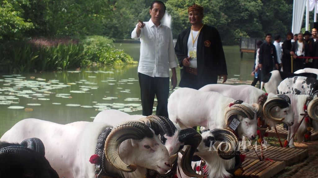 Presiden Joko Widodo melihat dari dekat sejumlah domba Garut yang menjadi peserta Kontes Domba Garut-Kambing Piala Kemerdekaan RI di Kebun Raya Bogor, Jawa Barat, Sabtu (27/8/2016). 