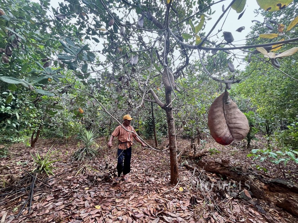 Abdul Latif (60) merapikan tanaman metenya yang sebagian diserang hama dan terganggu dengan debu pertambangan nikel di Desa Sukarela Jaya, Wawonii Tenggara, Konawe Kepulauan, Sulawesi Tenggara, Kamis (1/6/2023). Hasil panen mete di kebunnya terus turun beberapa tahun terakhir.