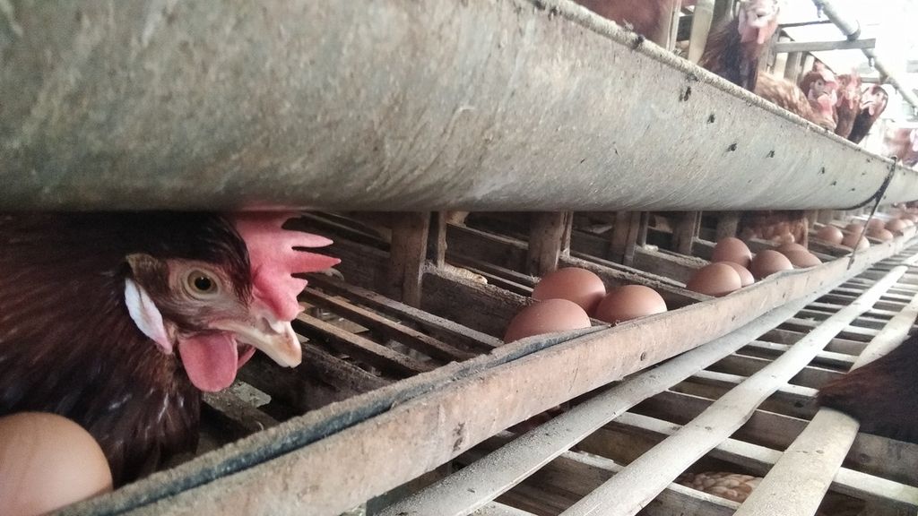 Ayam ras dan telur yang belum dipungut dari kandang milik peternak di Desa Pohgajih, Kecamatan Selorejo, Kabupaten Blitar, Jawa Timur, Selasa (14/9/2021). Saat ini peternak ayam layer di Blitar mengeluhkan rendahnya harga jual telur yang mencapai Rp 14.500 per kilogram, sedangkan di sisi lain harga jagung mahal mencapai Rp 6.000 per kg.