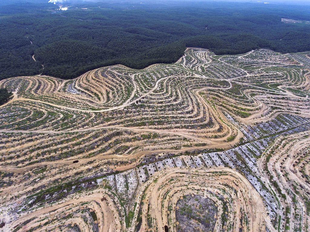 Foto dari udara dengan drone menunjukkan ratusan hektar lahan yang baru ditanami kelapa sawit di kawasan Maredan, Kabupaten Siak, Riau, 31 Agustus 2016. Lahan milik pengusaha asal Malaysia tersebut hanya sebagian kecil dari ribuan hektar perkebunan sawit produktif yang sudah ada di kawasan tersebut. 