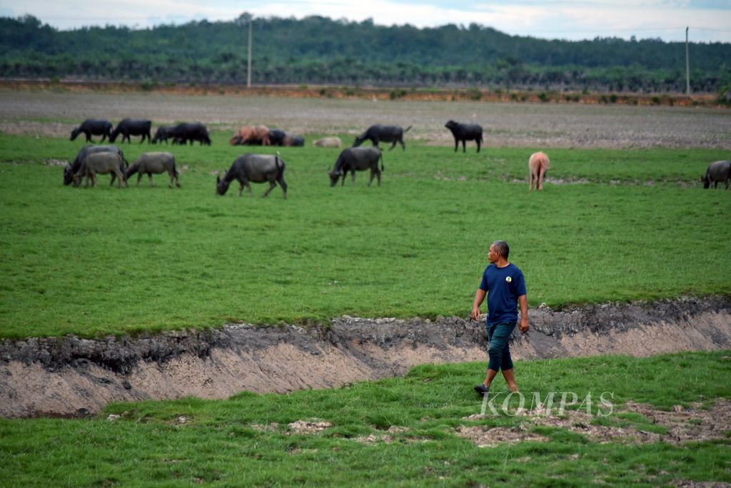 Sekretaris Desa Bangsal M Ali Hanapiah memanggil kerbau rawa ternaknya untuk kembali ke kandang di Diklat Ulak Kuto, Desa Bangsal, Kecamatan Pampangan, Ogan Komering Ilir, Sumatera Selatan, Rabu (6/12/2023). 