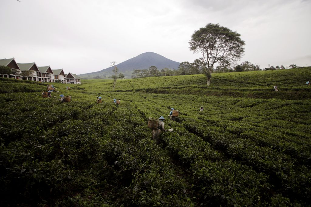 Suasana kebun teh di kaki Gunung Dempo, Kota Pagar Alam, Sumatera Selatan, Kamis (15/3/2018).