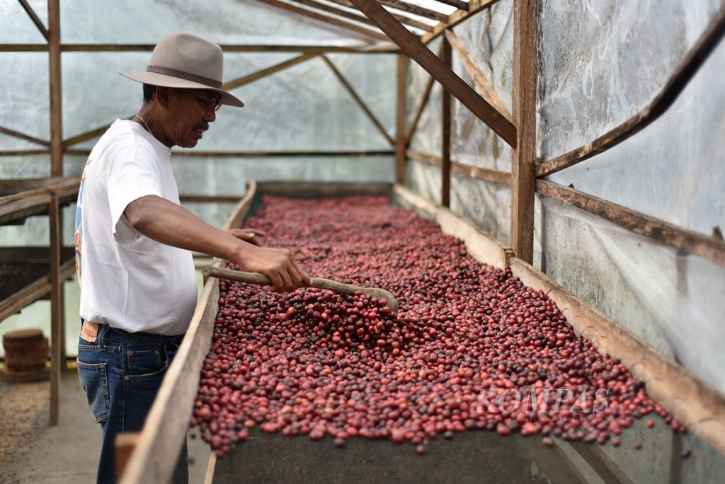 Pengelola kopi, Frans Wicaksono, menunjukkan alas pengeringan buah kopi di ruang pengeringan di halaman rumahnya, kawasan Rimba Candi, Dempo Tengah, Kota Pagaralam, Sumsel, Kamis (4/7/2024).