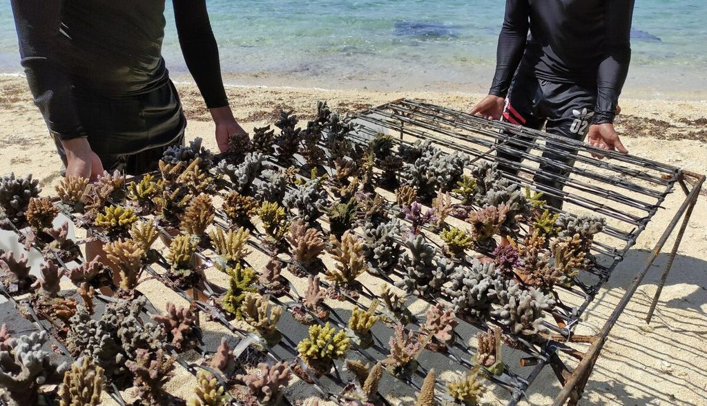 Ratusan bibit karang hias dari berbagai jenis ditanam di perairan Pantai Pandawa, Desa Kutuh, Kuta Selatan, Kabupaten Badung, Bali, Sabtu (25/9/2021). 