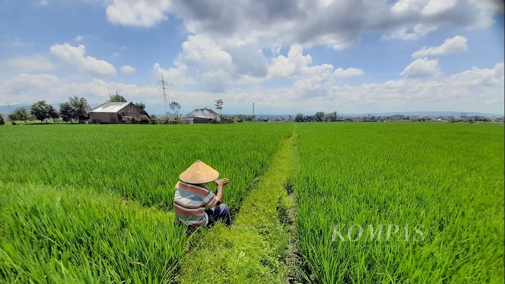 Pani (80), salah satu petani di Desa Lang-lang, Kecamatan Singosari, Kabupaten Malang, Jawa Timur, duduk dekat tanaman padi miliknya, Kamis (1/12/2022).