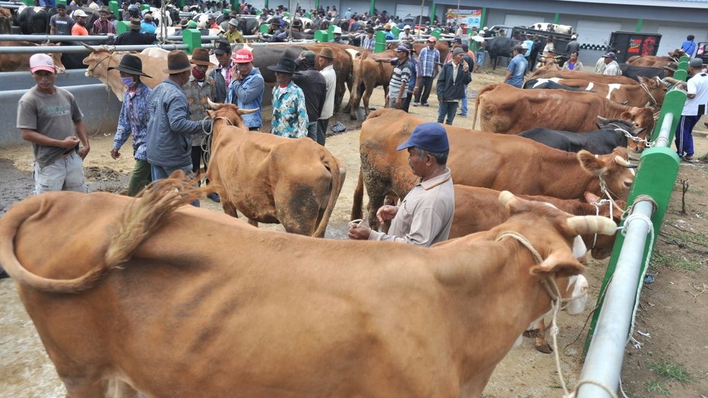 Aktivitas jual beli sapi di Pasar Hewan Singosari, Kabupaten Malang, Jatim,  Senin (20/07/2020).