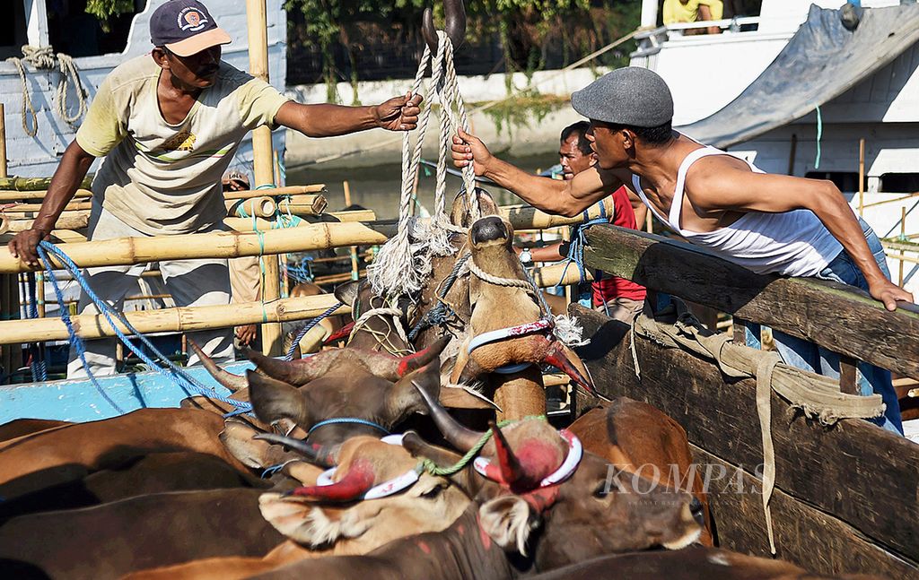 Pekerja memeriksa sapi asal NTT yang baru tiba di Pelabuhan Kalimas, Surabaya, Rabu (19/8/2015). Sapi-sapi tersebut untuk memenuhi kebutuhan daging sapi di DKI Jakarta. 