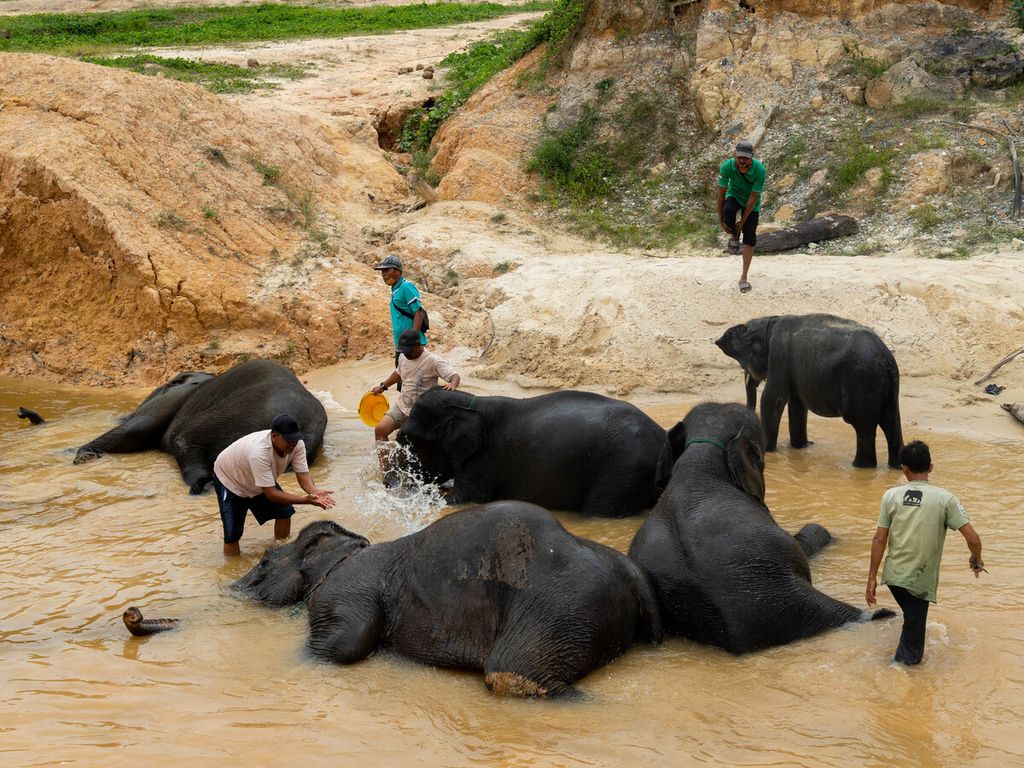 Para pawang atau mahout sedang memandikan gajah di sebuah sungai yang mengalir di Pusat Latihan Gajah (PLG) Minas, Kabupaten Siak, Riau, Sabtu (4/12/2021).