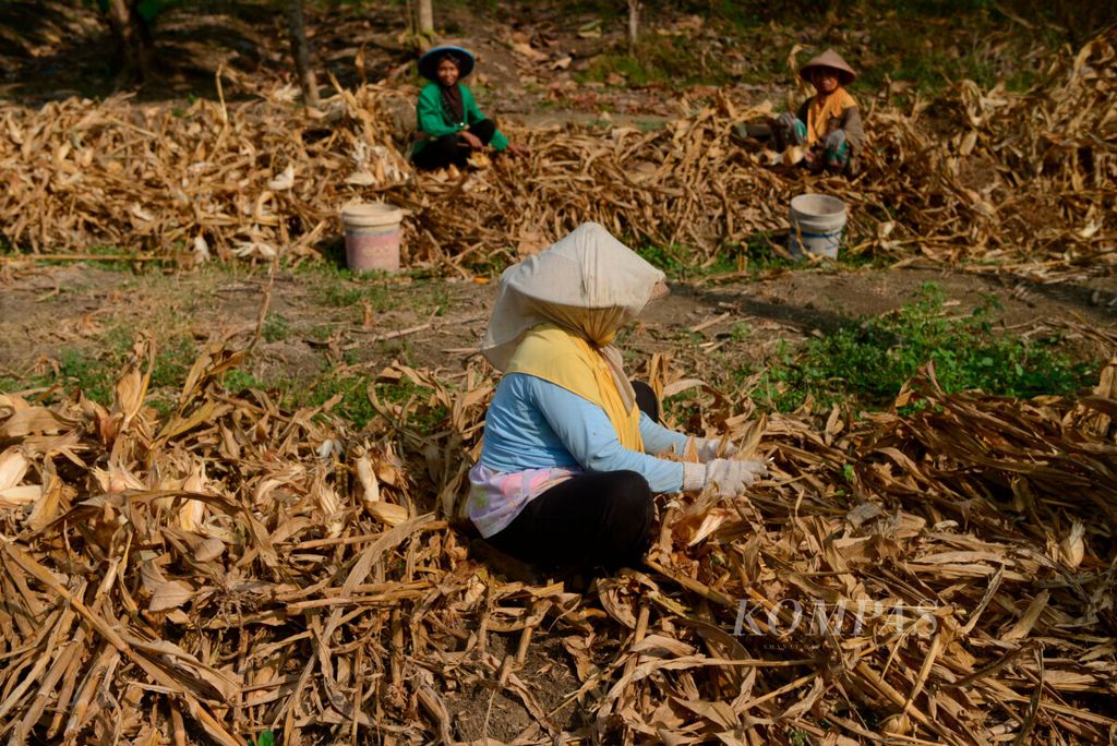 Buruh tani memilah jagung sebelum dikeringkan, di Desa Sumberejo, Kecamatan Mranggen, Kabupaten Demak, Jawa Tengah, Selasa (11/8/2020). Memasuki musim kemarau, petani mulai beralih ke jenis tanaman yang tidak membutuhkan banyak air, seperti palawija, jagung, dan tembakau.