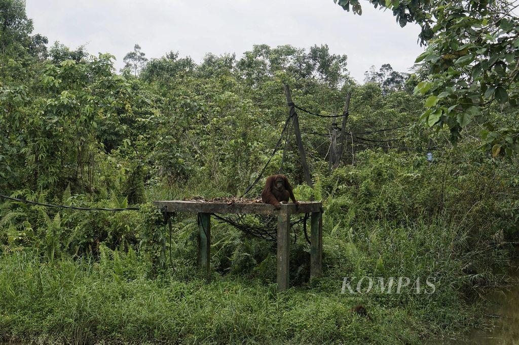 Seekor orangutan kalimantan (<i>Pongo pygmaeus</i>) sedang bermain di Pusat Rehabilitasi Samboja Lestari yang dikelola Borneo Orangutan Survival Foundation di Kutai Kartanegara, Kalimantan Timur, Selasa (16/5/2023). Orangutan kerap menjadikan  macaranga sebagai pakannya.
