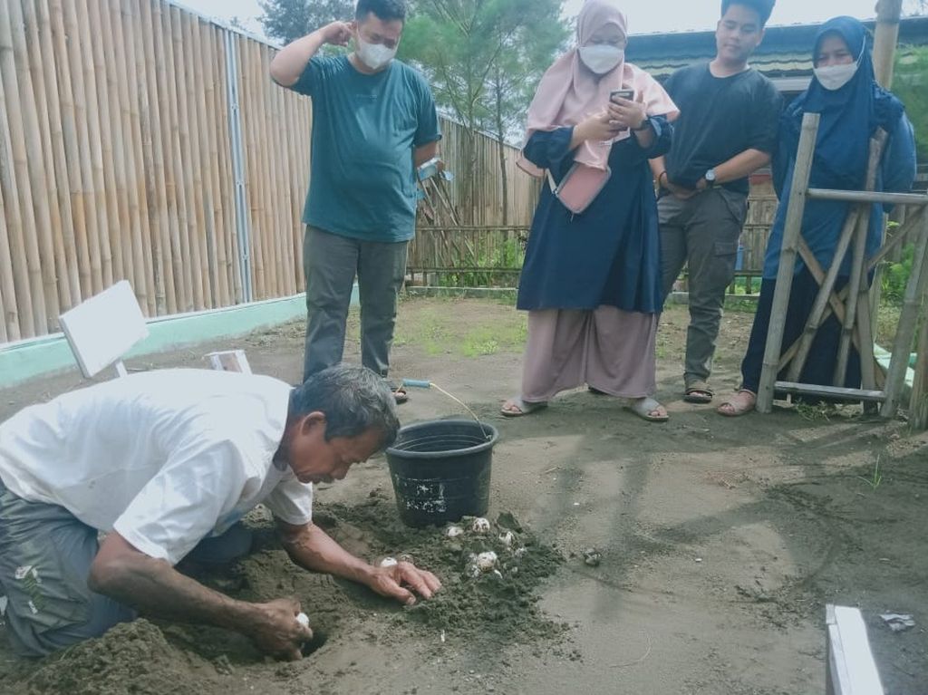 Pemindahan telur penyu ke kawasan Konservasi Penyu Nagaraja di Pantai Sodong, Cilacap, Jawa Tengah, Kamis (5/5/2022).