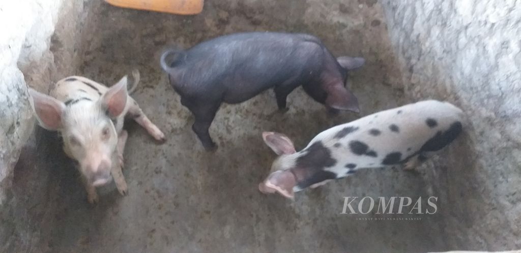 Peternak di Kupang mengaku kehabisan akal memelihara kembali ternak babi karena saat ini hampir semua babi mati akibat demam babi Afrika atau <i>african swine fever </i>yang saat ini masih mewabah di Nusa Tenggara Timur.
