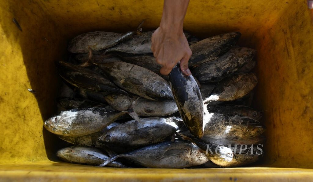 Pekerja menyimpan ikan tongkol dalam kotak di Pasar Ikan Modern Muara Baru, Jakarta Utara, Kamis (26/8/2021). Pada tahun ini, Kementerian Kelautan dan Perikanan menargetkan penerimaan negara bukan pajak untuk usaha perikanan tangkap sebesar Rp 1 triliun. Jumlah tersebut ditargetkan meningkat menjadi Rp 12 triliun pada 2024.