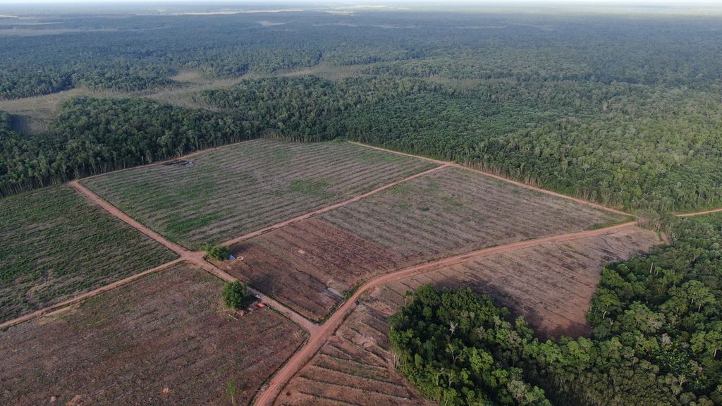 Batas tebangan hutan di Distrik Animha, Kabupaten Merauke, Papua, Jumat (11/11/2022).
