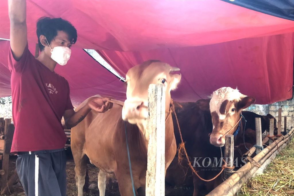 Arun Ramadhani, salah satu pengelola lapak hewan kurban di Jalan Haji Kotong, Kebon Jeruk, Jakarta Barat, memberikan ramuan rempah agar imunitas sapi tetap terjaga, Rabu (6/7/2022).