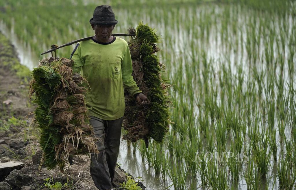 Petani mengangkut benih padi varietas Inpari yang berusia satu bulan untuk ditanam kembali di Desa Jayabakti, Kecamatan Cabangbungin, Kabupaten Bekasi, Jawa Barat, Jumat (10/7/2020).