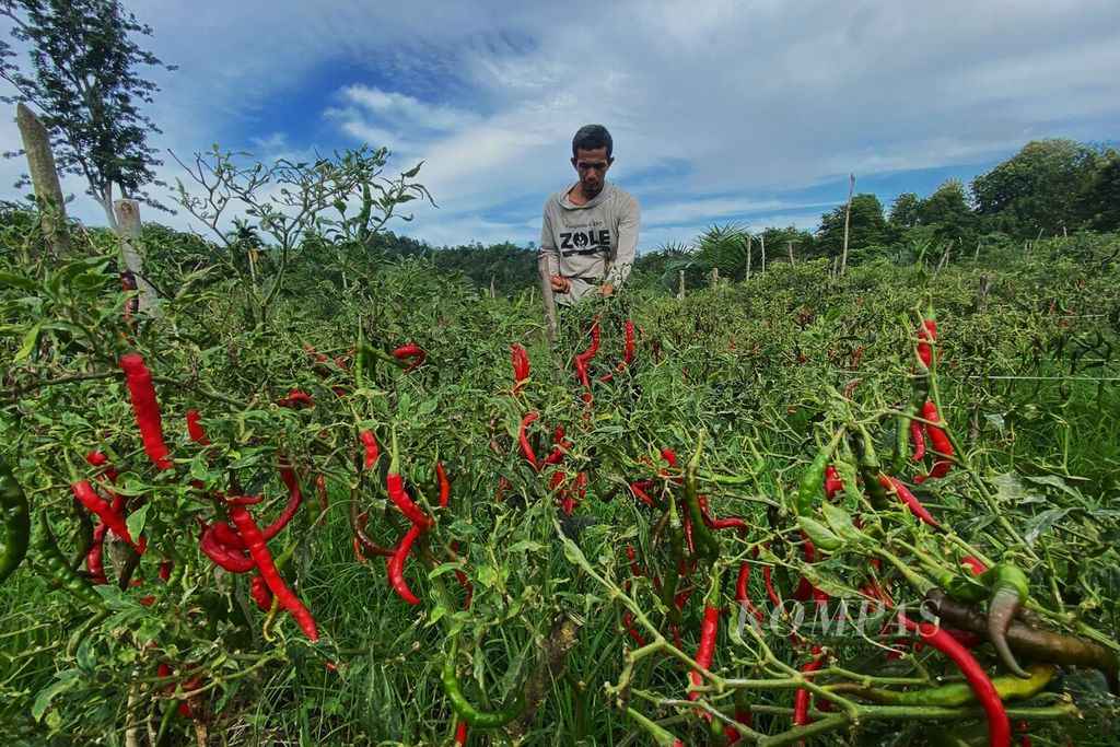 Pada Kamis (16/11/2023), harga cabai merah di Kabupaten Bireuen menyentuh Rp 37.000 per kilogram. Pada 2022, produksi cabai merah di Aceh mencapai 42.000 ton.