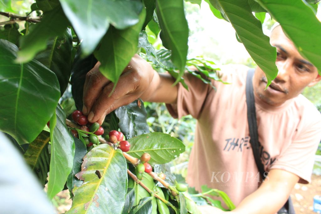 Petani di Desa Cipaganti, Kecamatan Cisurupan, Garut, Jawa Barat, memetik buah merah kopi arabika, Senin (7/11/2022). Hasil penjualan kopi petani di sana digunakan untuk konservasi satwa dilindungi, kukang jawa. 