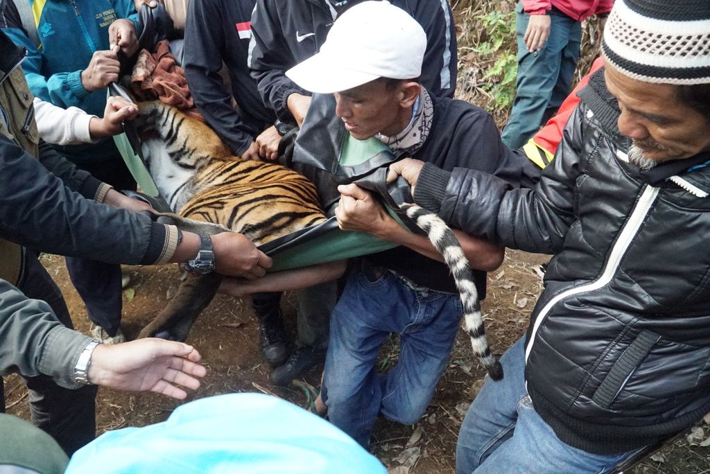 Petugas dan warga mengevakuasi harimau sumatera yang ditangkap di kebun karet di Kabupaten Solok, Sumatera Barat, Senin (29/6/2020).