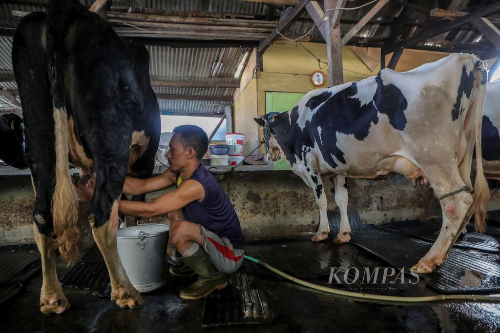 Pekerja memerah susu sapi di salah satu peternakan sapi perah di kawasan Pengadegan Utara, Pancoran, Jakarta Selatan, Jumat (21/7/2023).