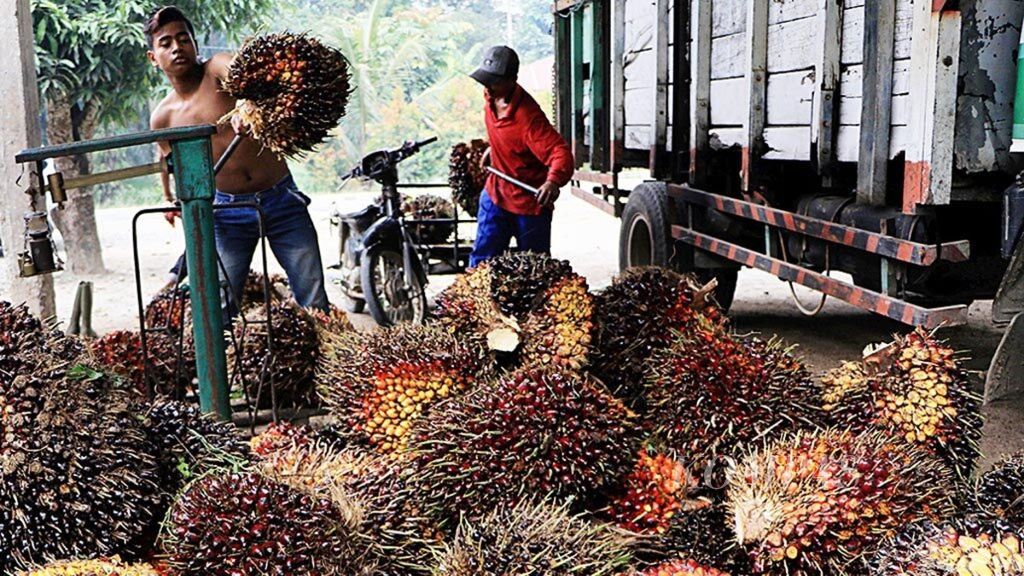 Ilustrasi pekerja menimbang tandan buah segar kelapa sawit di Desa Kuala Air Hitam, Kecamatan Selesai, Kabupaten Langkat, Sumatera Utara.