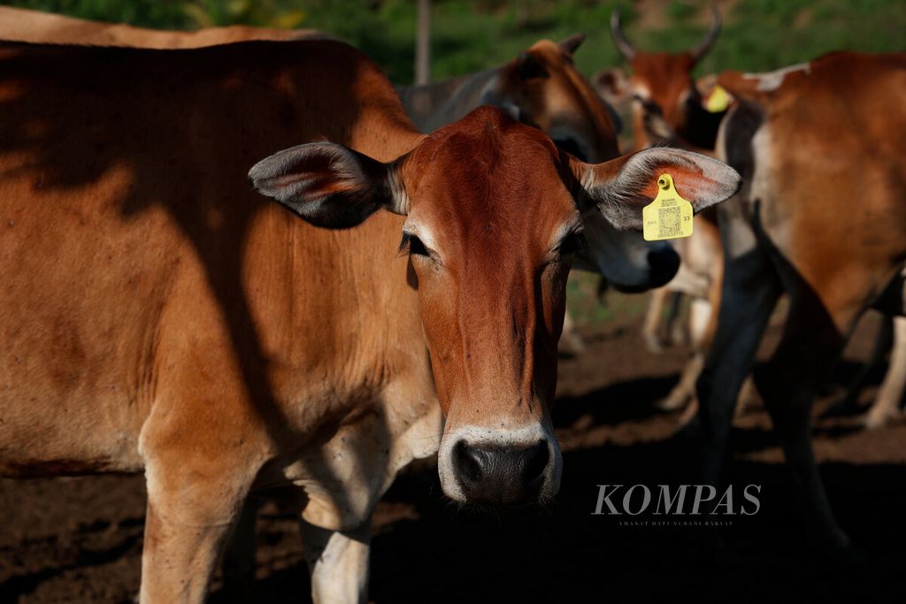 Salah satu sapi jabres dengan penanda di telinganya di Dusun Maribaya, Desa Kalinusu, Kecamatan Bumiayu, Kabupaten Brebes, Jawa Tengah, Rabu (31/5/2023). 