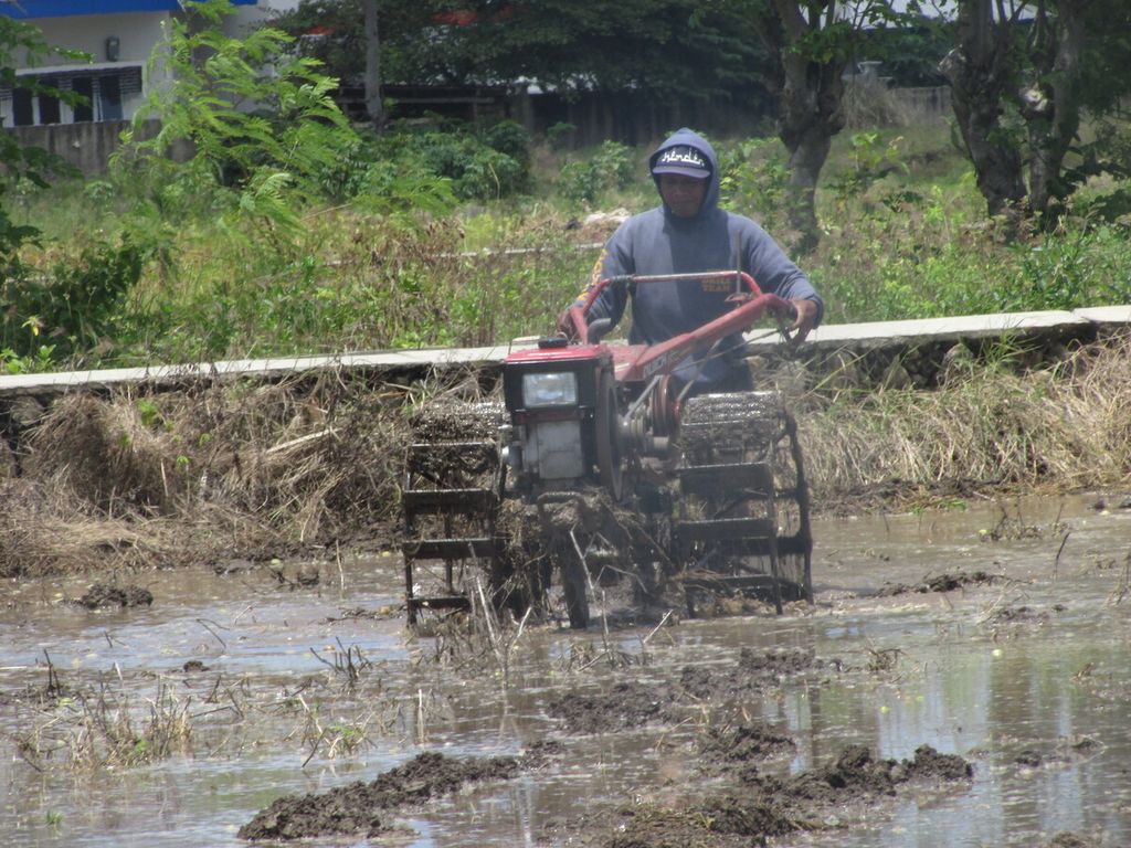 Martadon Edon (35) di Kupang, Senin (9/1/2023). Ia sedang membajak sawah miliknya. Lahan ini sistem sewa, yakni Rp 50.00 per are per tahun. Ia menyewa 500 are. Tanam pertama padi, dan tanam kedua dan ketiga jenis hortikultura.