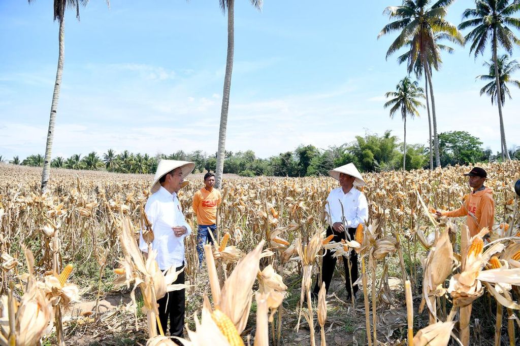 President Jokowi inspects the corn harvest in Boalemo Regency, Gorontalo Province, Monday (22/4/2024).