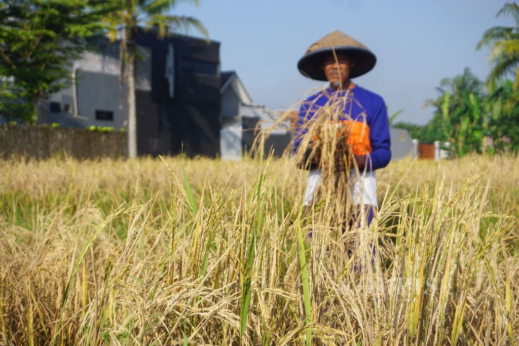 Sairan (72) showed damaged rice plants attacked by brown leafhopper pests in Karangrau Village, Sokaraja, Banyumas, Central Java, on Tuesday (7/5/2024). Farmers failed to harvest and lost millions of rupiah due to this pest.