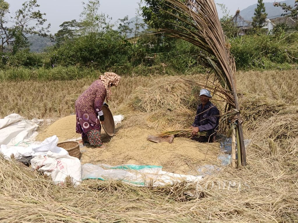 Tampak dua petani yang sedang melaksanakan panen lebih awal di salah satu areal sawah yang terdampak kekeringan di Desa Citapen, Kecamatan Cihampelas, Kabupaten Bandung Barat, Jawa Barat, Jumat (16/8/2024). Jumlah areal pertanian yang terdampak kekeringan di Cihampelas mencapai sekitar 1.500 hektar.