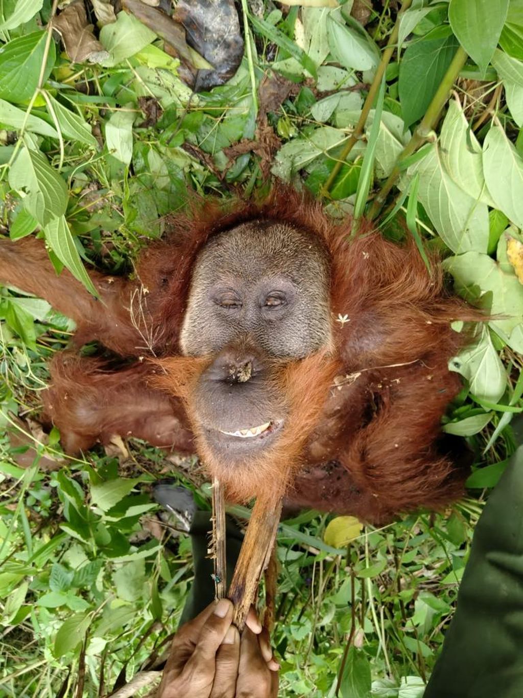 Satu ekor orangutan sumatera (<i>Pongo abelii</i>) ditemukan mati di dalam Taman Nasional Gunung Leuser di Kabupaten Gayo Lues, Provinsi Aceh, Minggu (24/7/2022). 
