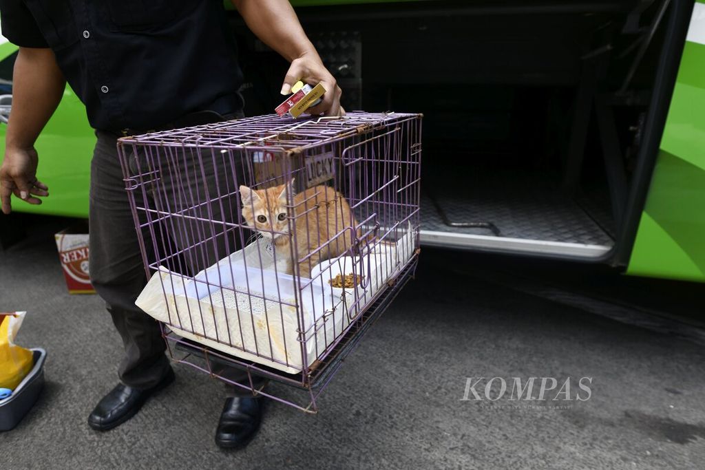 Awak bus menenteng kandang berisi kucing anggora milik salah satu penumpang untuk dibawa dalam perjalanan bus antarkota antarprovinsi (AKAP) tujuan Jember, Jawa Timur, di Terminal Bus Poris Plawad, Kota Tangerang, Banten, Minggu (9/4/2023).