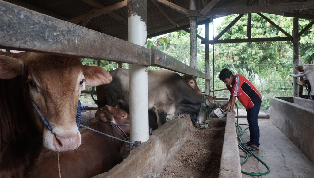 Eko Purwanto (30), peternak muda di Desa Astomulyo, Kecamatan Punggur, Kabupaten Lampung Tengah, Lampung, mengecek kondisi kesehatan sapinya, Sabtu (15/8/2020).