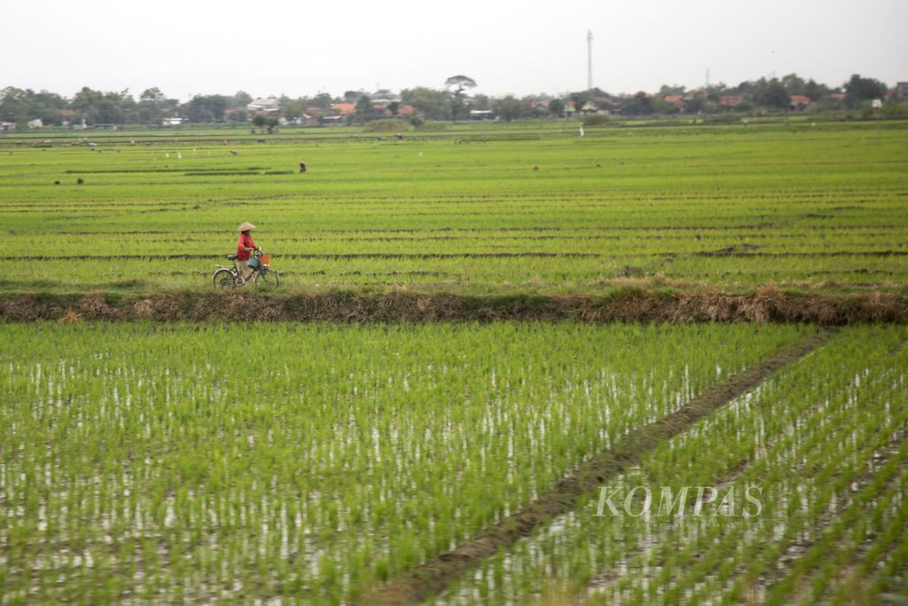Petani menuntun sepeda saat melewati pematang sawah di Pegandon, Kendal, Jawa Tengah, Rabu (23/11/2022). 